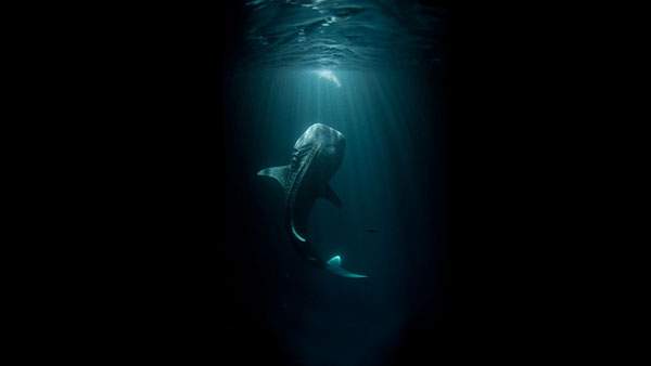 無料壁紙 鯨を撮影した迫力満点の写真画像まとめ 高画質 Switchbox
