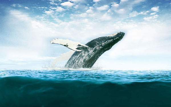 水面から大きく飛び出す鯨の写真壁紙