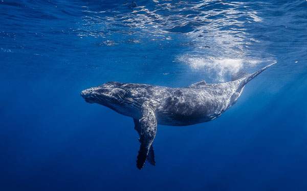 美しいブルーの海を泳ぐ鯨の写真壁紙画像