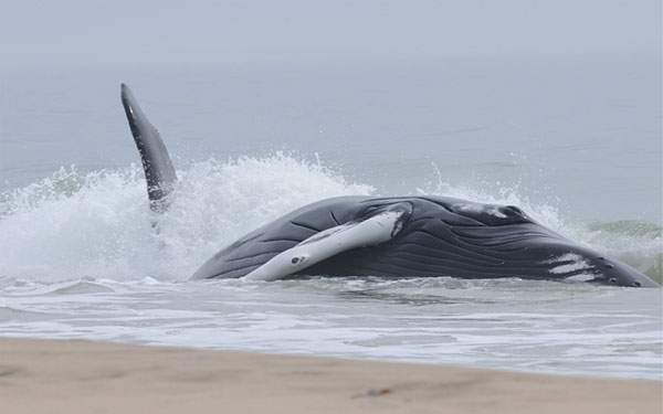 波打ち際まで泳いできた鯨の写真壁紙