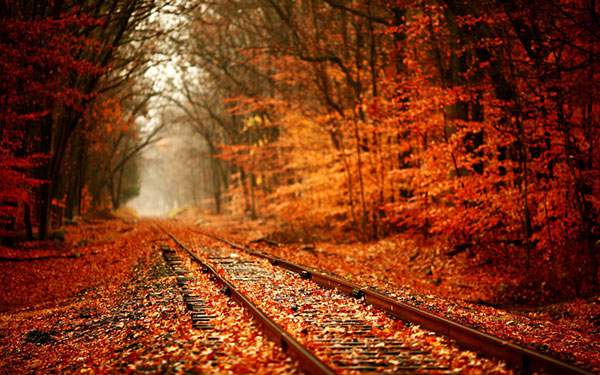 鮮やかに色づいた紅葉の森を抜けていく線路道の写真壁紙