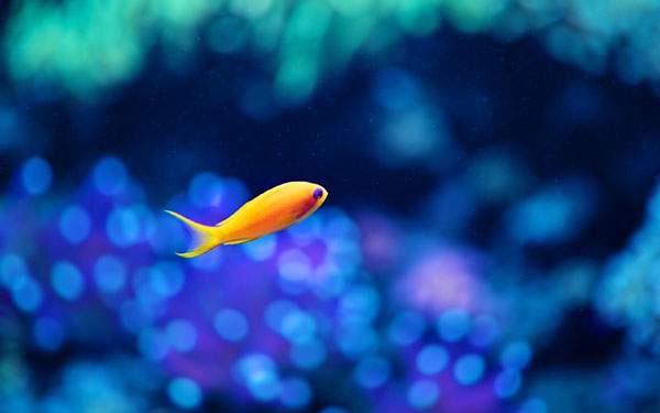 光のボケが綺麗な熱帯魚の写真壁紙画像