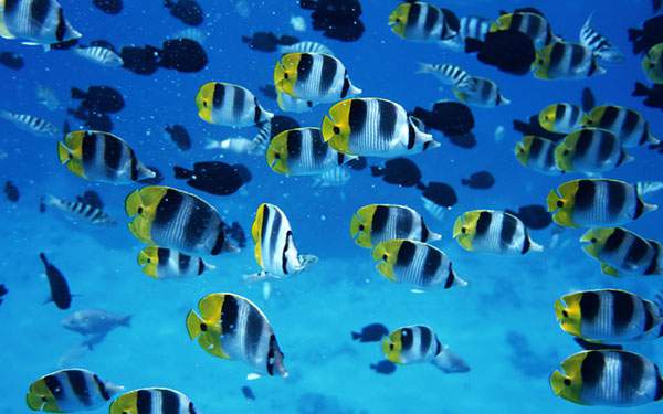 無料壁紙 カラフルで綺麗 海を泳ぐ熱帯魚の写真画像まとめ Switchbox