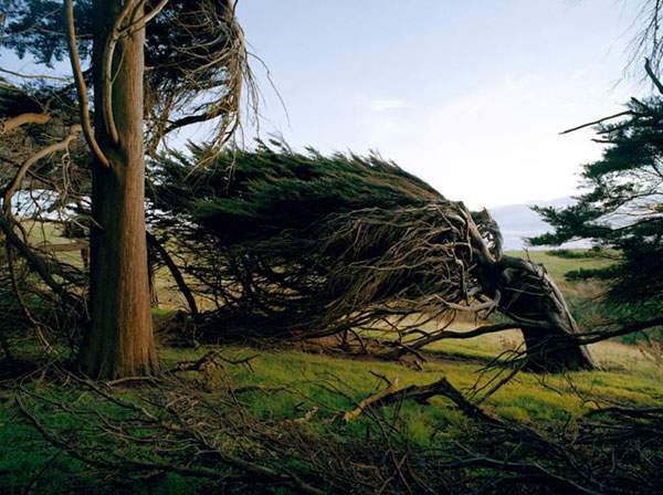 まさに自然が作り出した芸術！暴風の中で育った樹木 - 04