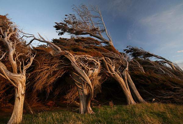 まさに自然が作り出した芸術！暴風の中で育った樹木 - 05