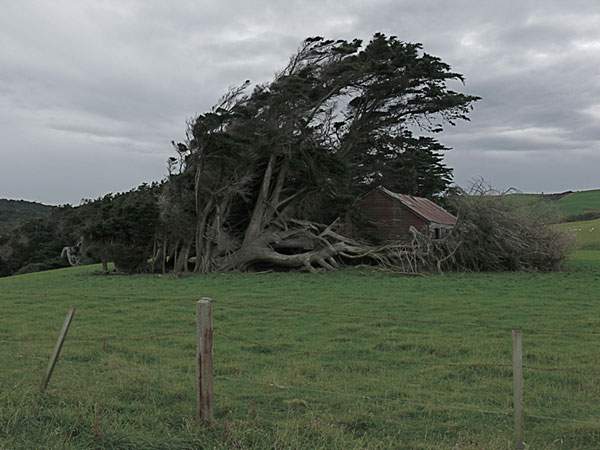 まさに自然が作り出した芸術！暴風の中で育った樹木 - 06
