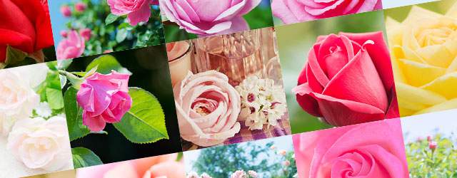 フリー写真素材 美しい薔薇の花の無料画像まとめ 赤 ピンク 白 黄色 Switchbox