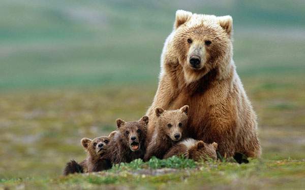 熊の大家族を撮影した可愛い写真壁紙