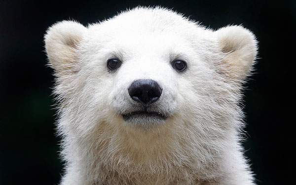 無料壁紙 熊を撮影した写真の可愛い画像まとめ 小熊 森 シロクマ Switchbox