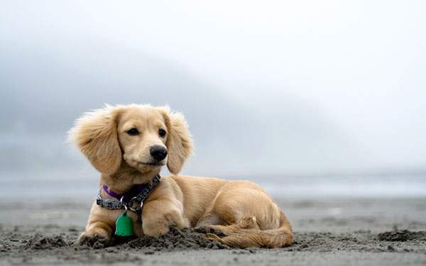 浜辺に座った犬を撮影した高画質で可愛い写真壁紙画像
