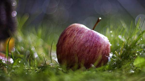 草の上のリンゴを撮影した綺麗なボケの写真壁紙画像