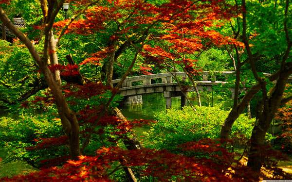 色づいた紅葉越しに見える橋を撮影した綺麗な写真壁紙画像