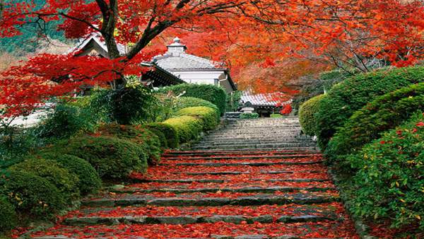 階段に落ちた真っ赤な紅葉が綺麗な京都の写真壁紙画像