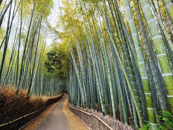 京都の竹林の中を続いていく道を撮影した写真壁紙画像