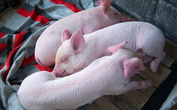 すやすや眠る3匹の豚の可愛い写真壁紙画像