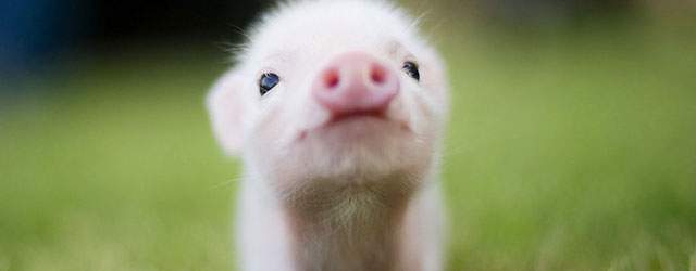 無料壁紙 豚や猪の可愛い写真画像まとめ コブタ 赤ちゃん おもちゃ Switchbox