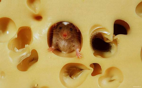 チーズの穴の中から顔を覗かせる鼠の可愛い写真壁紙画像