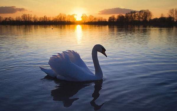 夕日の湖を優雅に泳ぐ白鳥の写真壁紙画像