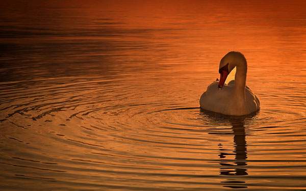 夕焼けに染まる湖と白鳥の美しい写真壁紙画像