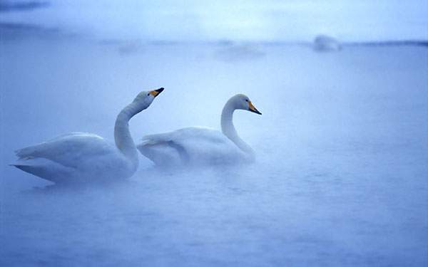 霧の中の二匹の白鳥を撮影した綺麗な写真壁紙画像