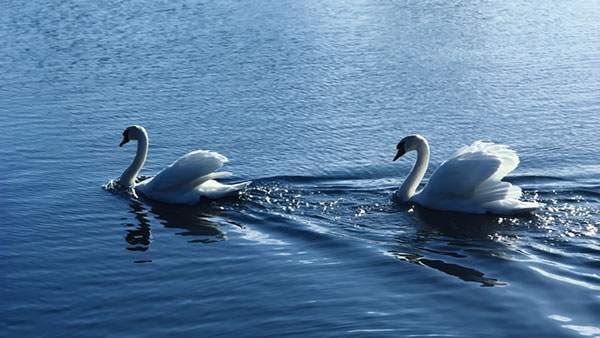 湖を気持ち良さそうに泳ぐ二羽の白鳥を撮影した写真壁紙画像
