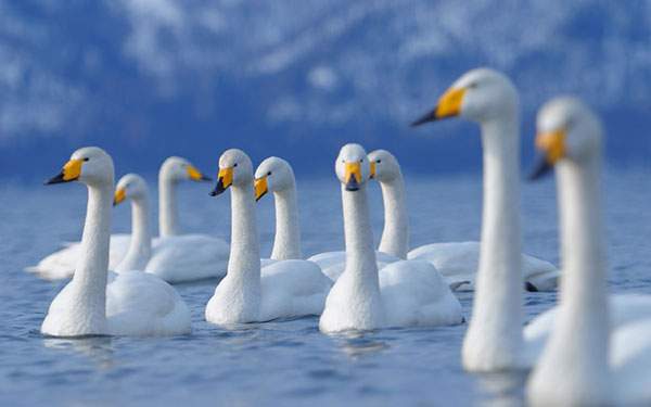 湖にプカプカと浮かぶ白鳥たちの群れの写真壁紙画像