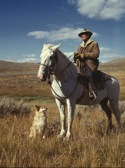荒野で白馬に乗ったおじさんと犬のかっこいい写真素材