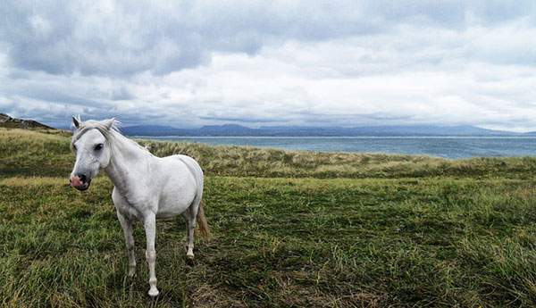 草原に佇んだ白馬の美しいフリー写真素材