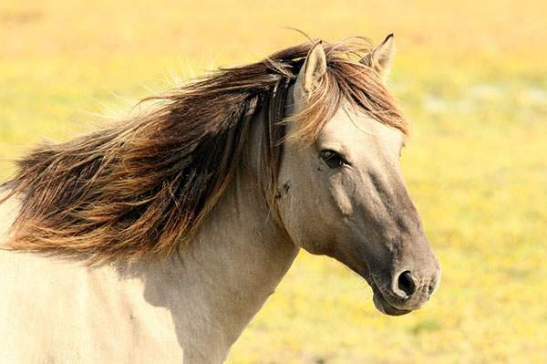 馬の顔をアップで撮影した綺麗なフリー写真素材