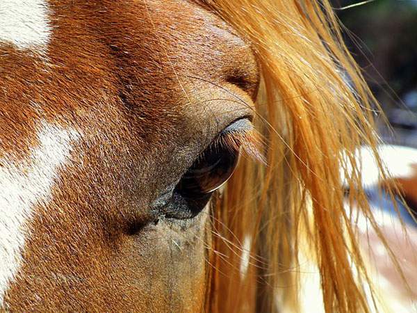 馬の優しい瞳をアップで撮影したフリー写真素材
