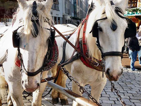 馬具を装着して街を歩く二匹の白馬のフリー写真素材