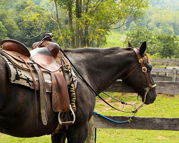 鞍を背負った馬の背中を撮影した無料写真素材