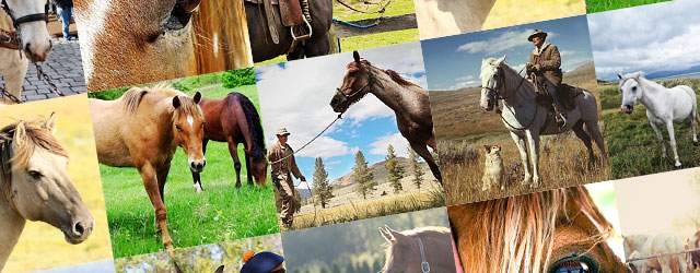 フリー写真素材 綺麗で高画質な馬の画像まとめ 草原 カウボーイ 白馬 Switchbox