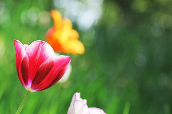 フリー写真素材 チューリップの花の綺麗な画像まとめ 赤 ピンク オレンジ Switchbox