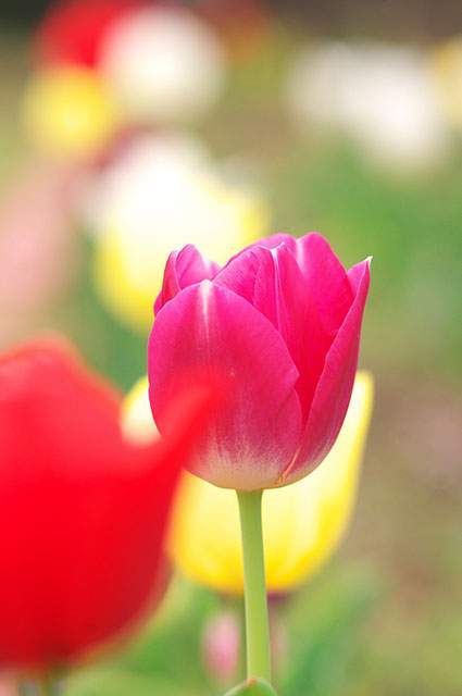 フリー写真素材 チューリップの花の綺麗な画像まとめ 赤 ピンク オレンジ Switchbox
