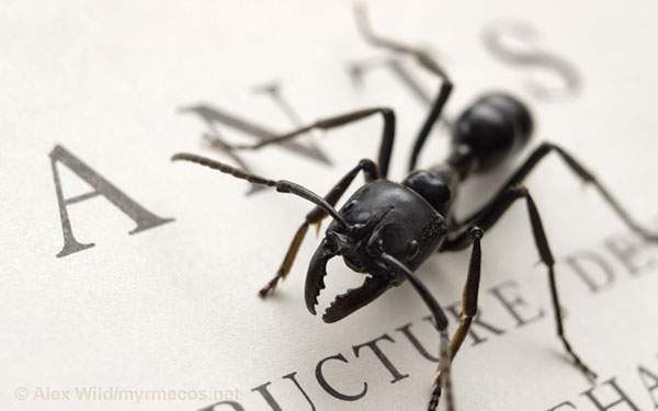 「ANTS」の文字の上の蟻を撮影したおしゃれな写真壁紙画像