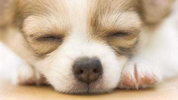 無料壁紙 可愛いチワワ犬の写真画像まとめ 寝顔 フード マフラー