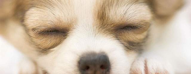 無料壁紙 可愛いチワワ犬の写真画像まとめ 寝顔 フード マフラー