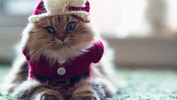 サンタ帽子を被ったちょっとふてぶてしい表情の猫の写真壁紙画像