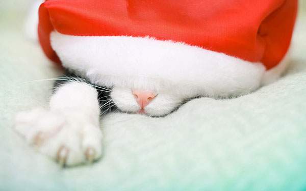 サンタ帽子にすっぽり隠れた子猫の可愛い写真壁紙画像