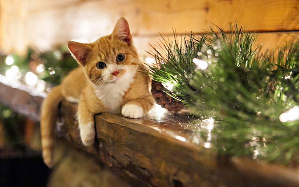 クリスマス飾りとこっちを見つめる子猫の可愛い写真壁紙画像
