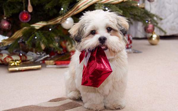 クリスマスツリーとプレゼントをくわえた犬の可愛い写真壁紙