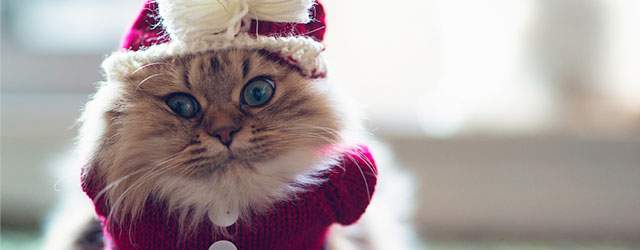 無料壁紙 可愛くて綺麗 クリスマスの写真画像まとめ 猫 サンタ スノーマン Switchbox