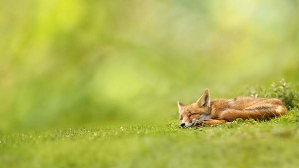 草の上に伏せて眠るキツネを撮影した綺麗な写真壁紙画像