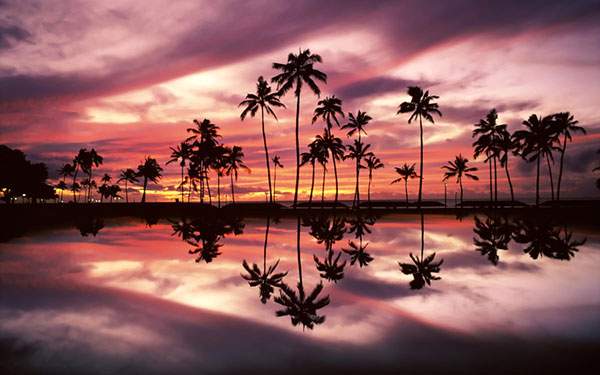鮮やかなピンク色の夕日に浮かぶヤシの木のシルエットを撮影した写真壁紙画像