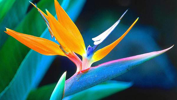 鮮やかな色が美しい極楽鳥花を撮影した写真壁紙画像