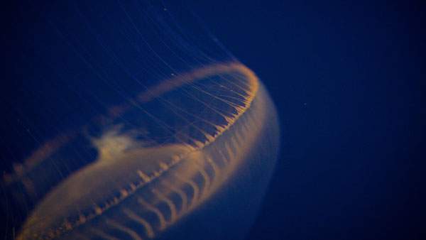 無料壁紙 クラゲを撮影した写真の綺麗な写真画像まとめ 触覚 傘 海面 Switchbox