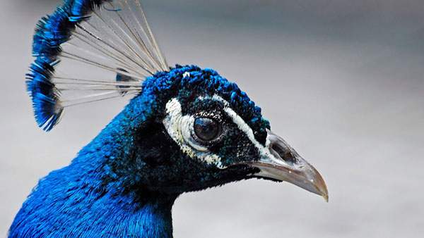青い孔雀の横顔をアップで鮮明に撮影した綺麗な写真壁紙画像