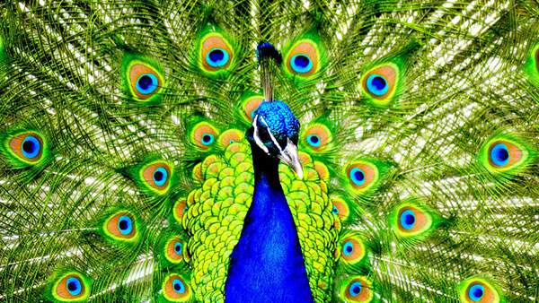 青と緑の鮮やかな色彩が美しい孔雀を撮影した写真壁紙画像