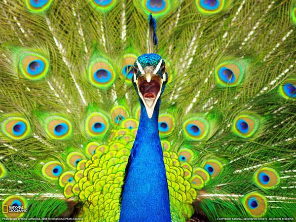 大きく口を開けて鳴く孔雀の顔を撮影した写真壁紙画像